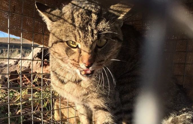 澳大利亚野猫泛滥,每天吃掉近100万只鸟和100万只爬行动物