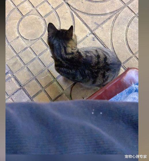 男子给猫咪示范玩逗猫棒,隔几分钟后语塞了:总感觉哪里不太对