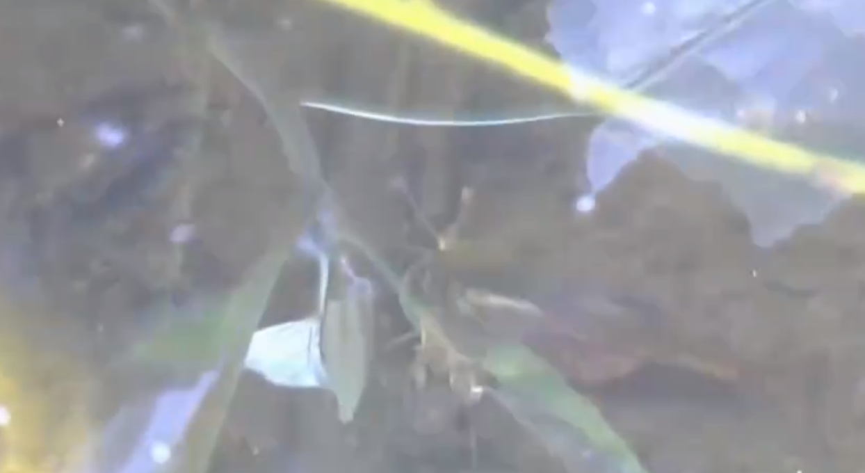 江苏小区发现2亿年前远古生物!俗称三眼恐龙虾,它有何价值?