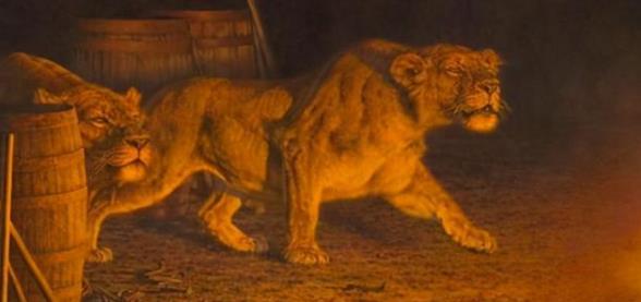 100多年前，“食人狮”捕食铁路工人，最终它是怎么被击毙的