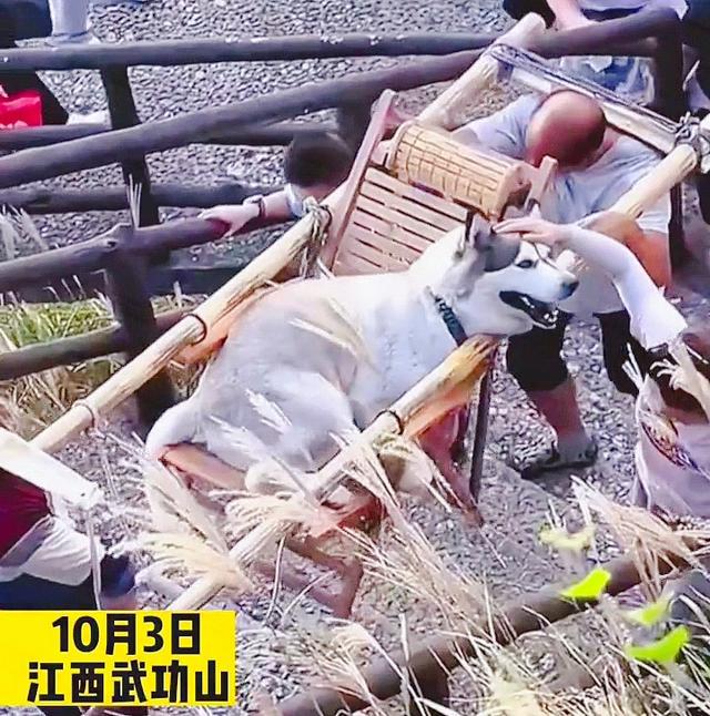 江西:女子回应花380元雇轿夫抬狗上山,我出钱他们出力怎么了