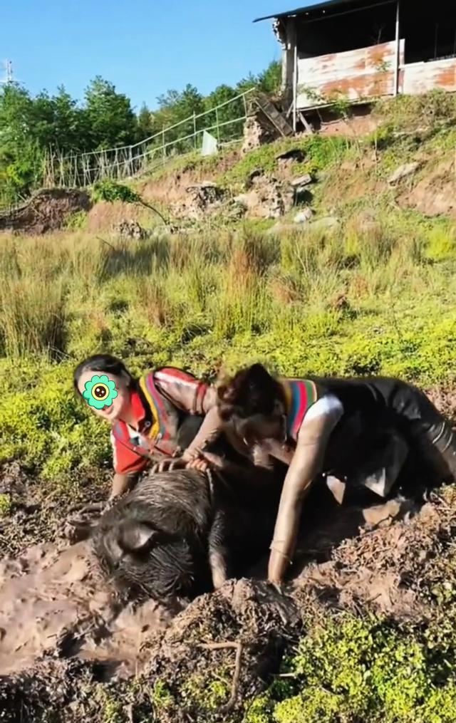 野猪|野猪跑进农场，两女子毫不畏惧，武斗野猪