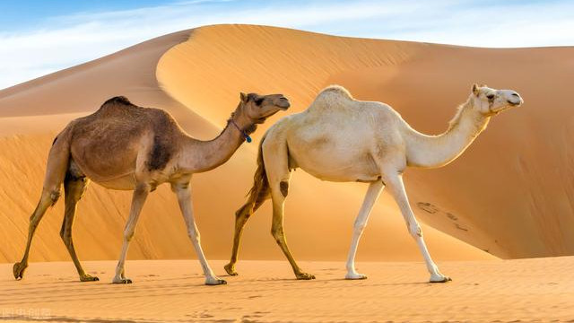 如果没有「生殖隔离」会怎样？骆驼：杂交的世界，关系有点太乱了