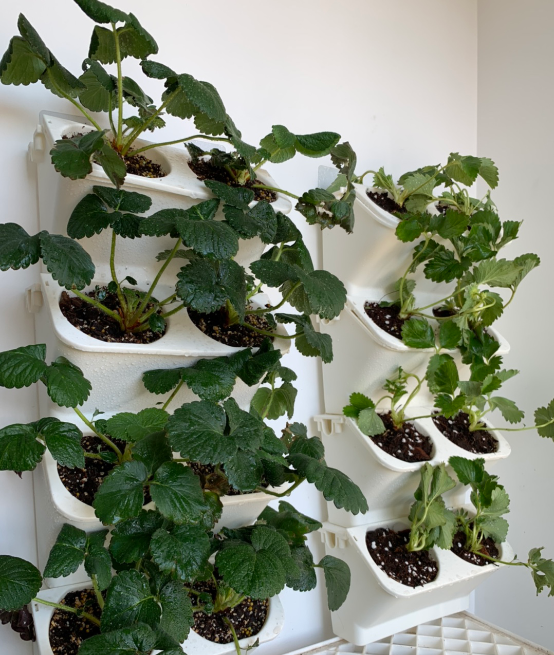 太好啦,居然可以在阳台墙面立体种草莓