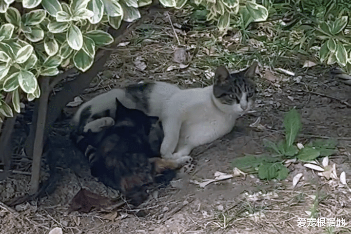 下半身瘫痪的小流浪猫，与猫妈妈相依为命，谁能救救它？