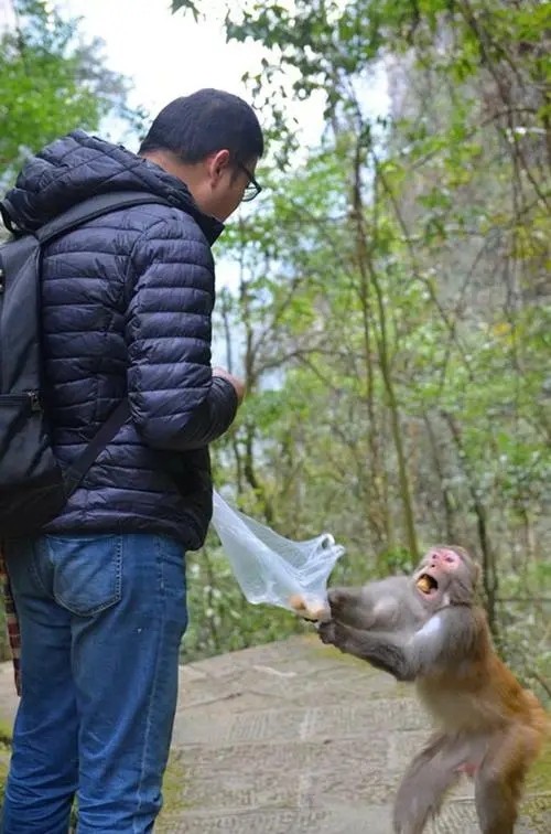 泼猴抢劫、伤人胡作非为,游客自费8000元打疫苗,景区却无人负责