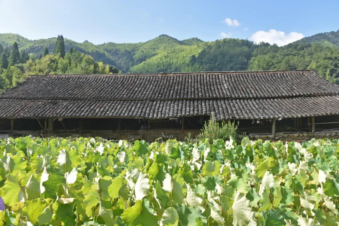 摄影比赛|浙南深山中有座中国传统村落，用石头建造，被多肉覆盖！