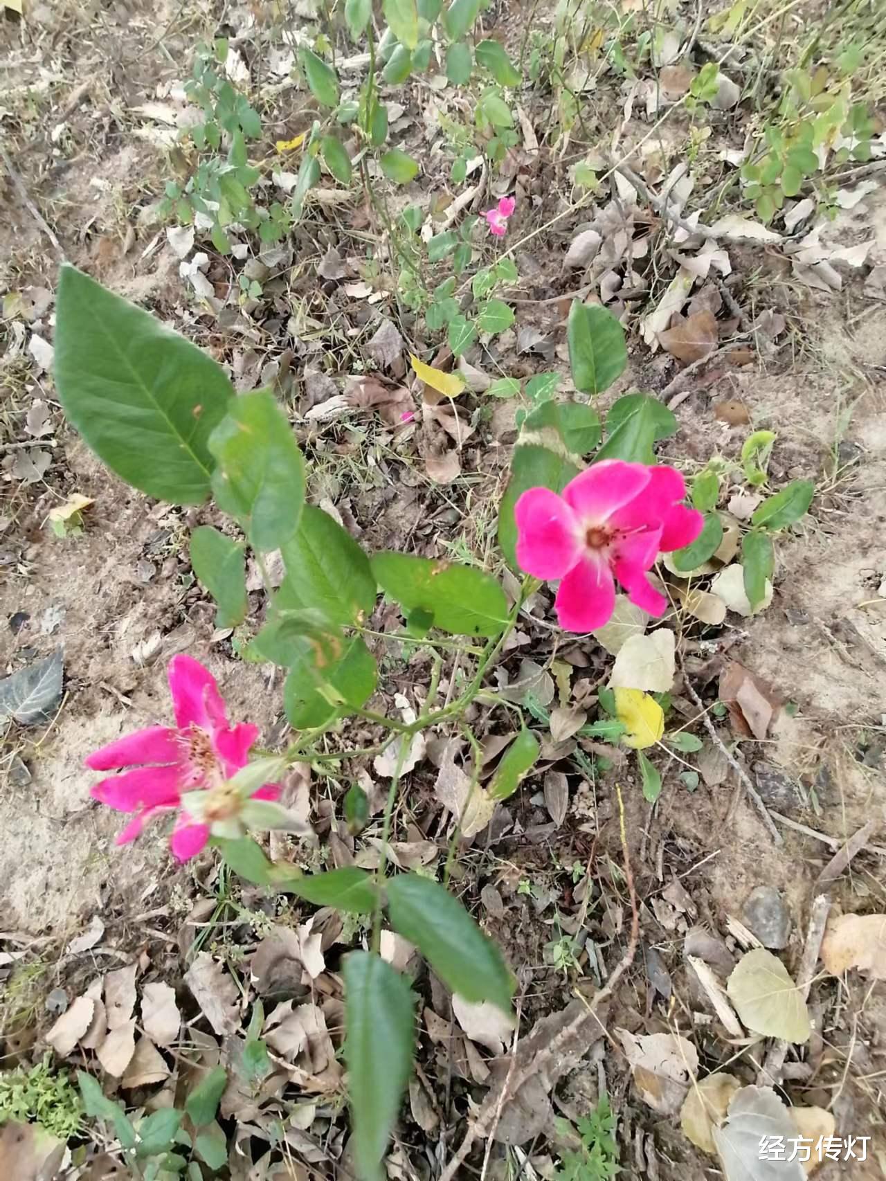 长寿与衰老|四逆汤格阳证与大承气汤证比较