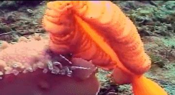 太平洋发现似毛笔生物,体长2米,又有触角乱动,是海笔新品种?