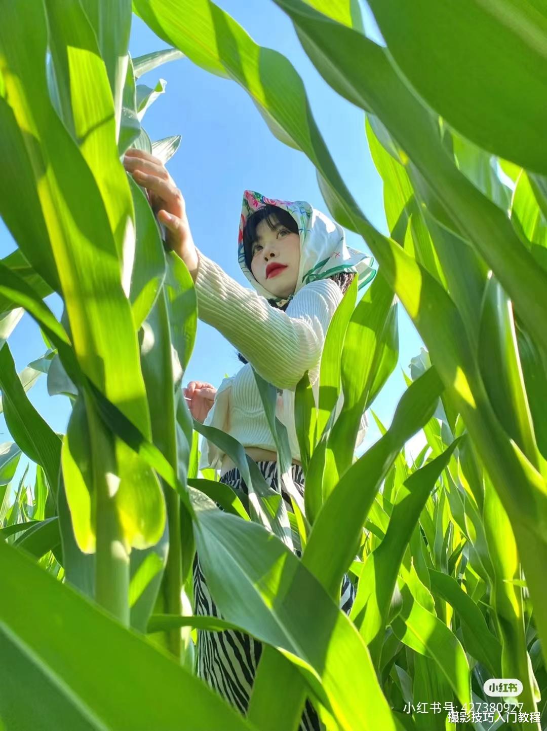 摄影技巧:玉米地怎么拍照好看?摄影博主的经验分享,太实用了