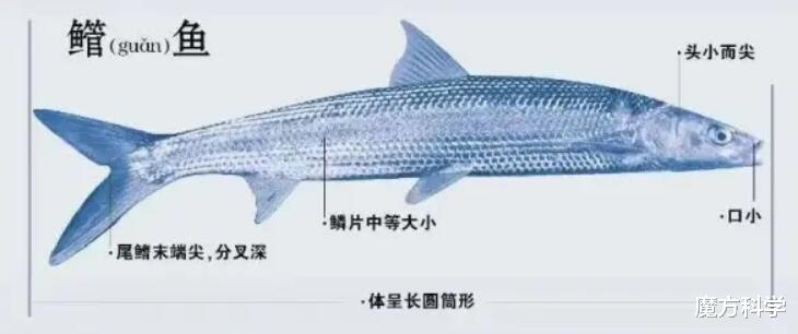 鱼多到水面变黑！长阳清江出现大量野生鱼群，官方预估：约150吨