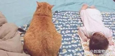 橘猫依偎着小主人睡了，中途橘猫的动作亮了，网友表示：胆肥了！