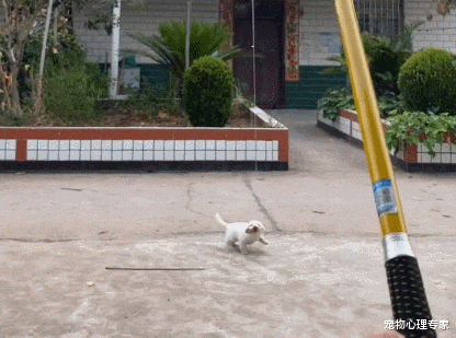 |男子闲极无聊,竟与家里小狗玩起了钓“鱼”,网友:战况很激烈啊