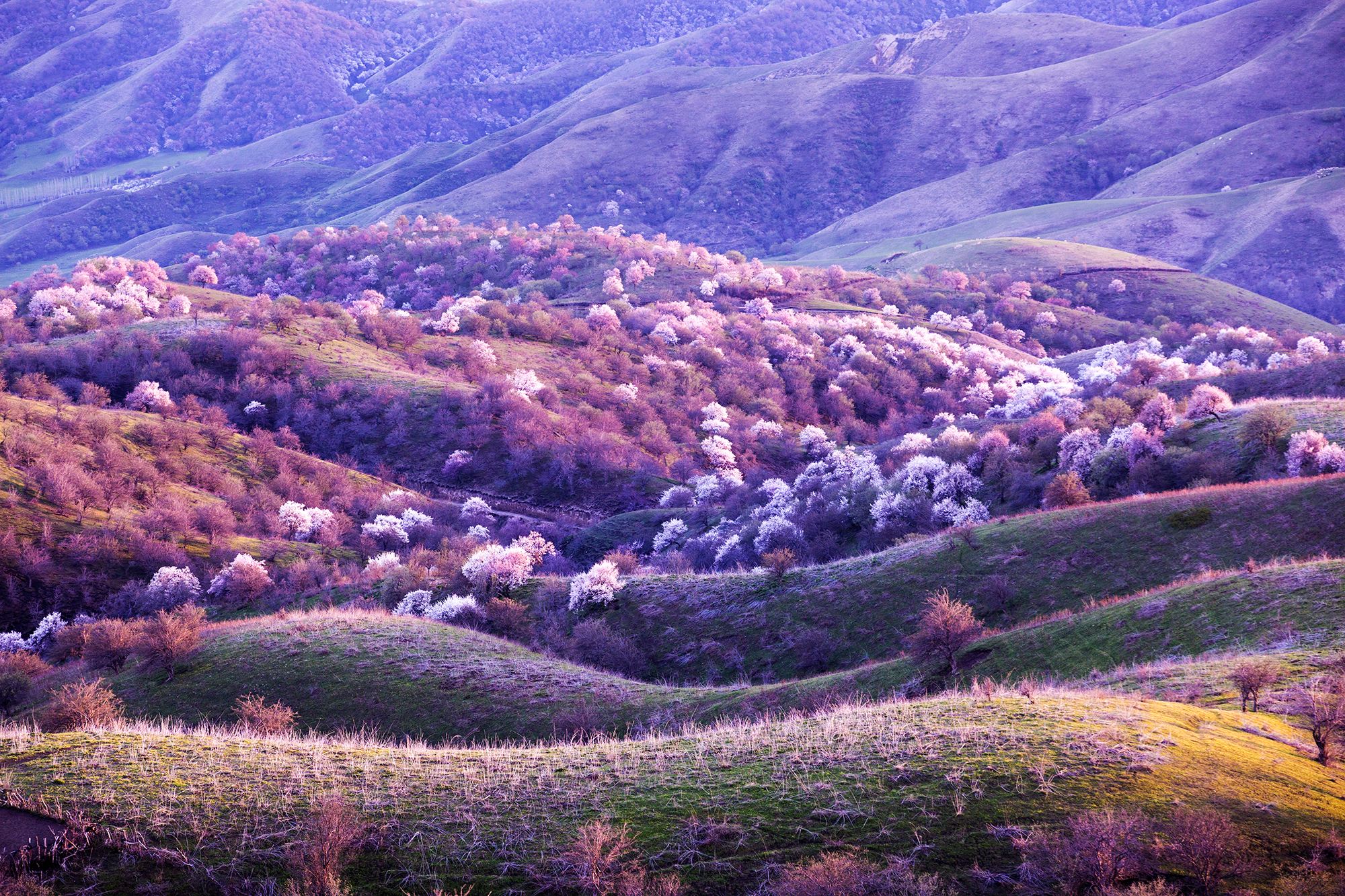 喀纳斯|边境区域是国家公园,景区包括喀纳斯、禾木、乌尔禾等景区