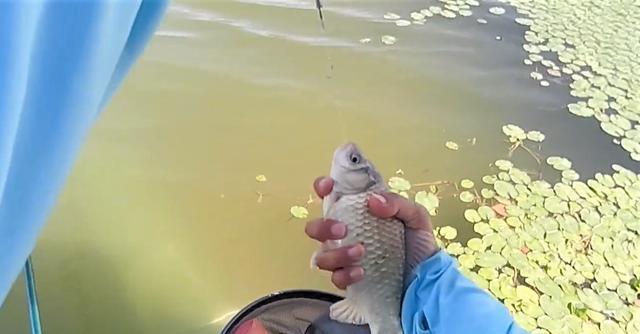 饵料|秋季野钓如何找到好钓位?记住4要4不要,竿竿是大鲫鱼