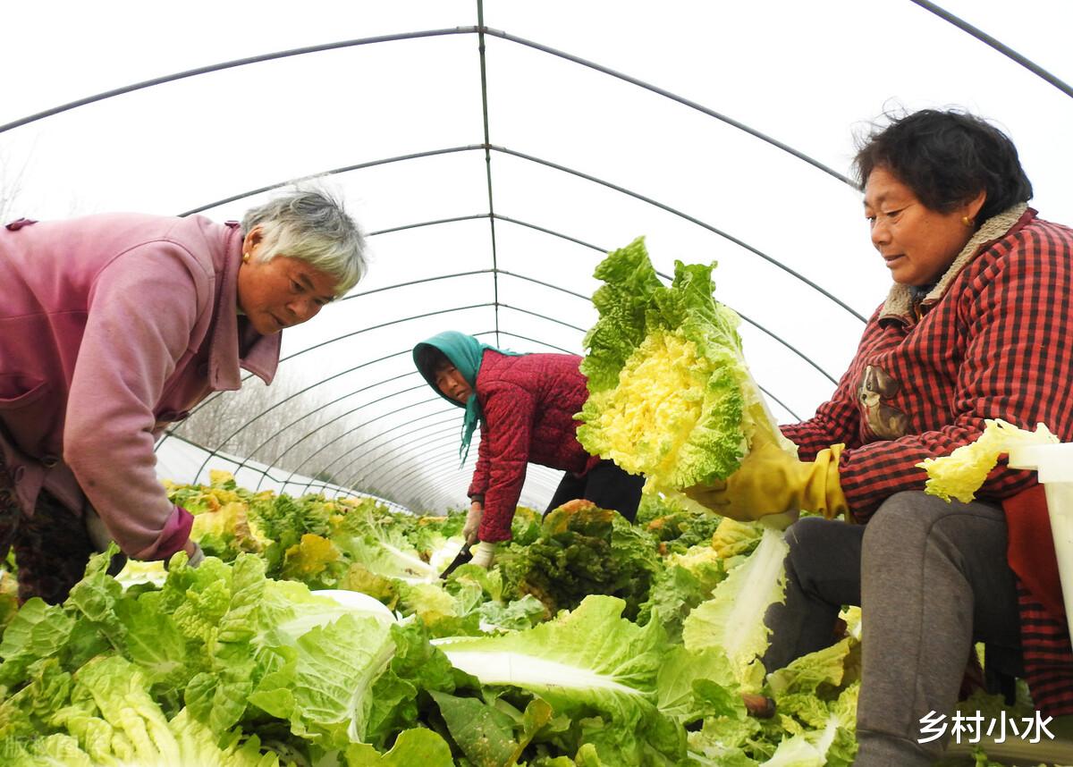 大白菜不包心?老农教你在家自制包心剂,白菜包心好、产量高