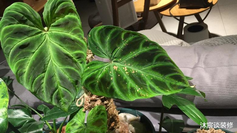 “杭飘”夫妻的幸福生活,花百万买下79平二手房,装修好太羡慕了