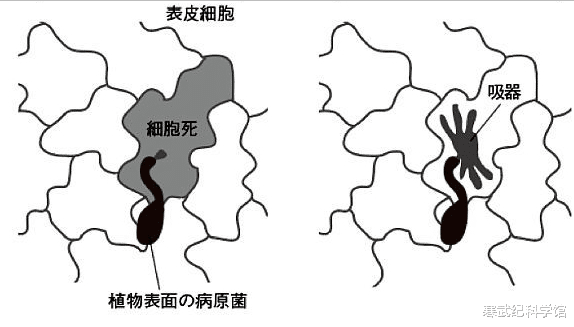 生命不息,战斗不止,一场植物体内的军备竞赛