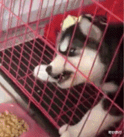 汪小菲|具俊晔带大s儿女海边游玩，汪小菲删除玥玥动态，网友：老汪惨败