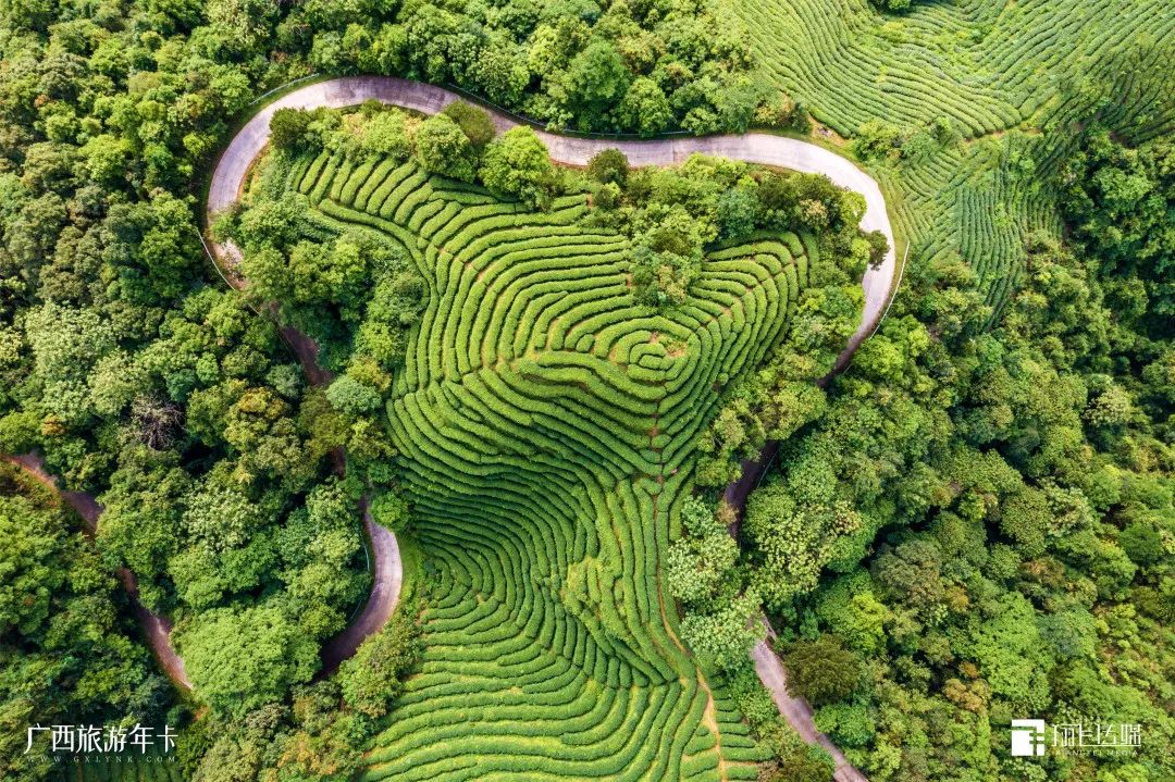 |别只迷恋黄姚哥，贺州这个“茶园梯田”也美若仙境| 广西旅游年卡