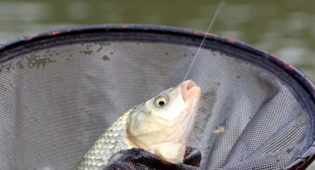 |夏季野钓,晴天出门输一半,这3种“天气”鱼口更好,鱼获爆增80%