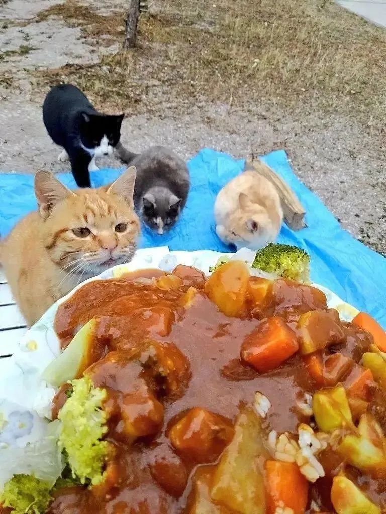 推主去露营的时候，遇到一群猫大盗，霸占了他的帐篷