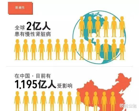 饮食|干细胞移植有望摆脱肾透析,肾衰不再别无选择