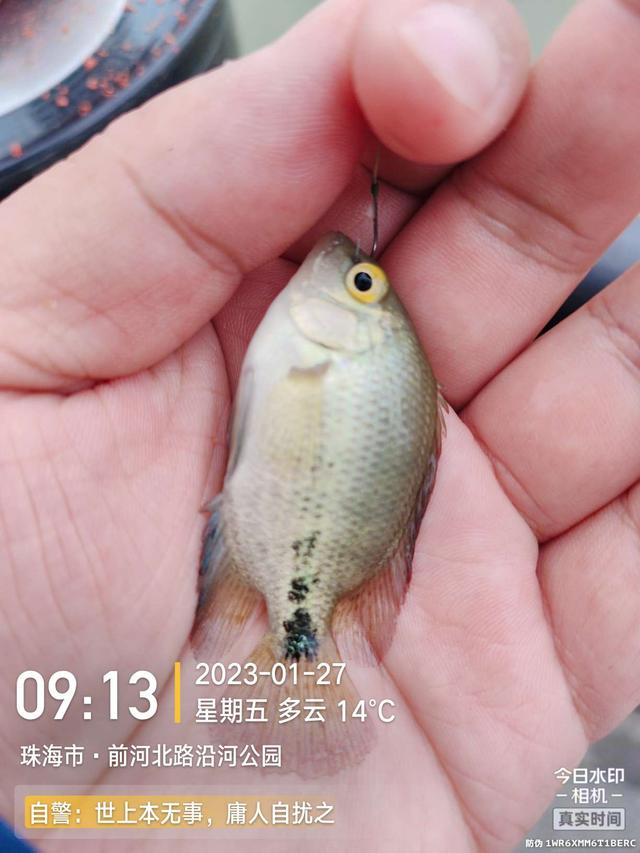 |老地方新收获!“老情人”终究禁不住念叨