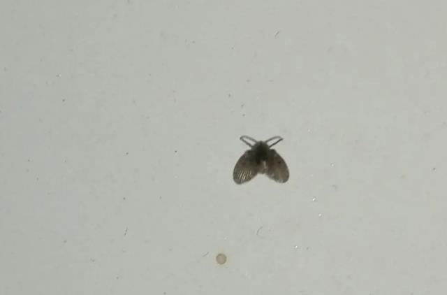 卫生间的小飞虫到底是什么?外表不起眼,但它的危害超出你想象