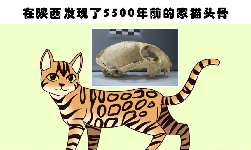 伟大的考古发现:曾经在人类世界引起巨大反应的5个考古发现