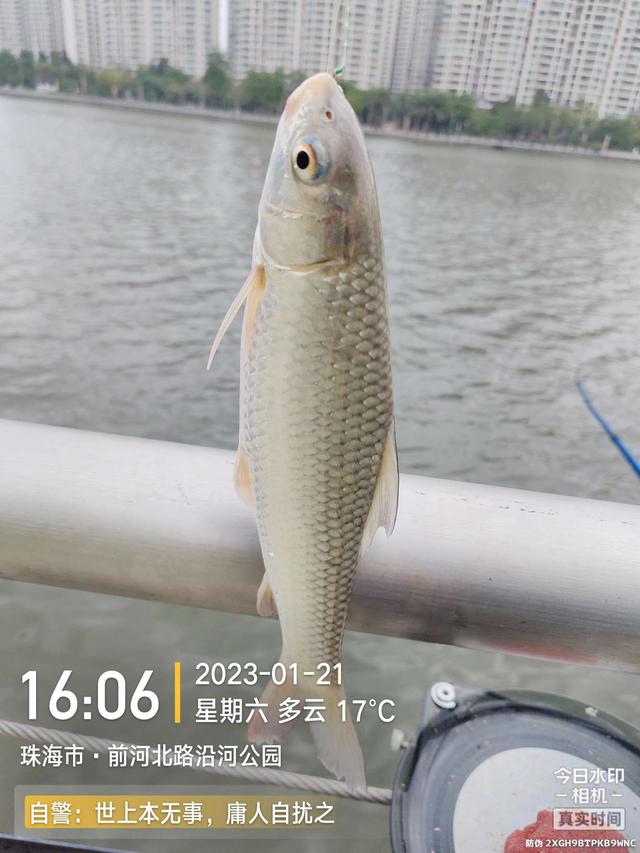 |麦鲮数尾刚显名,大物一尾更惹火……