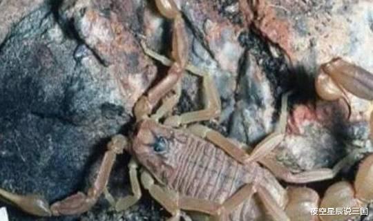 世界10大毒性最强的生物,蓝环章鱼和箱形水母上榜,你知道几个?