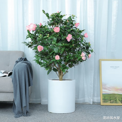 |龙吟师傅讲解不同生肖的办公室摆放花卉的最佳选择