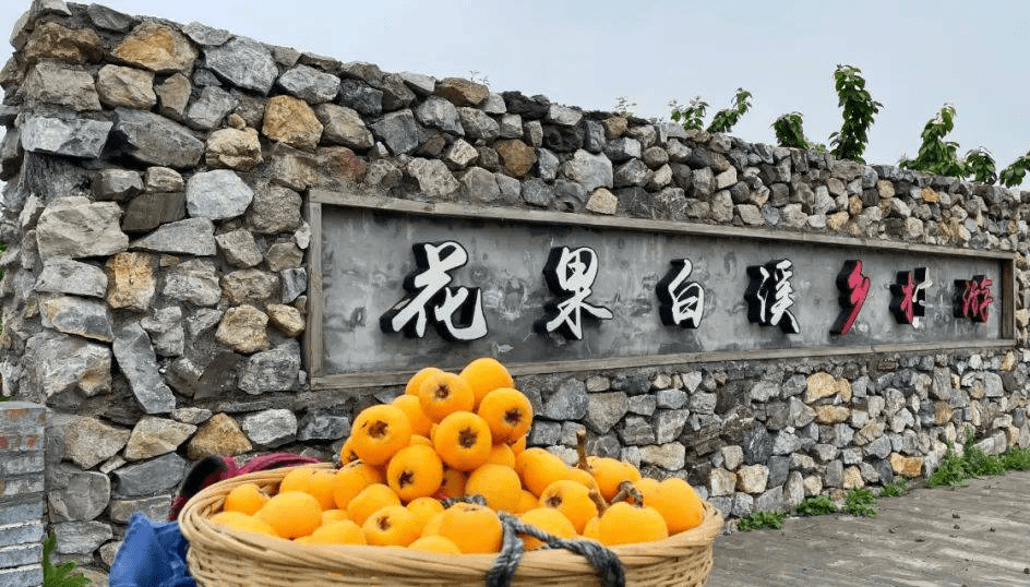 枇杷|创建天府旅游名县 | 搞快！来绵竹这个地方摘枇杷咯