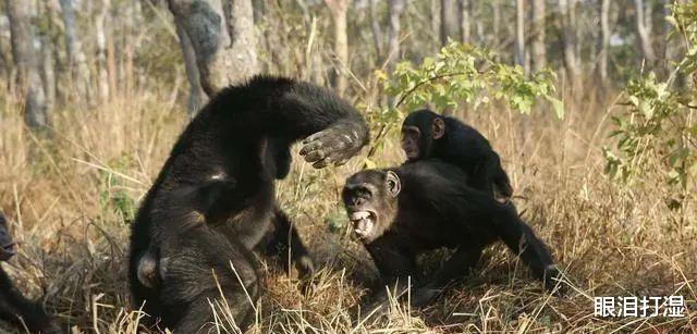 黑猩猩首次被发现吃掉大猩猩,科学家:我们人类或是“罪魁祸首”