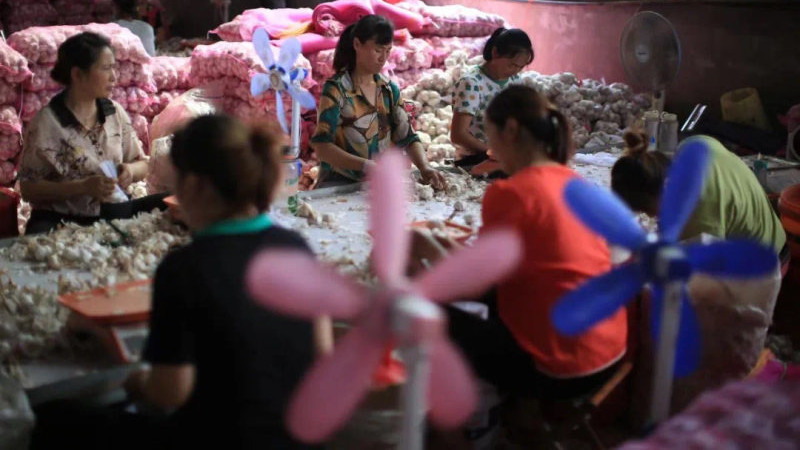 百度|农业与互联网｜金乡大蒜：电商年销近9亿，农户变身产业工人