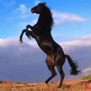 |为什么手机逐渐变成了一种快消品呢?