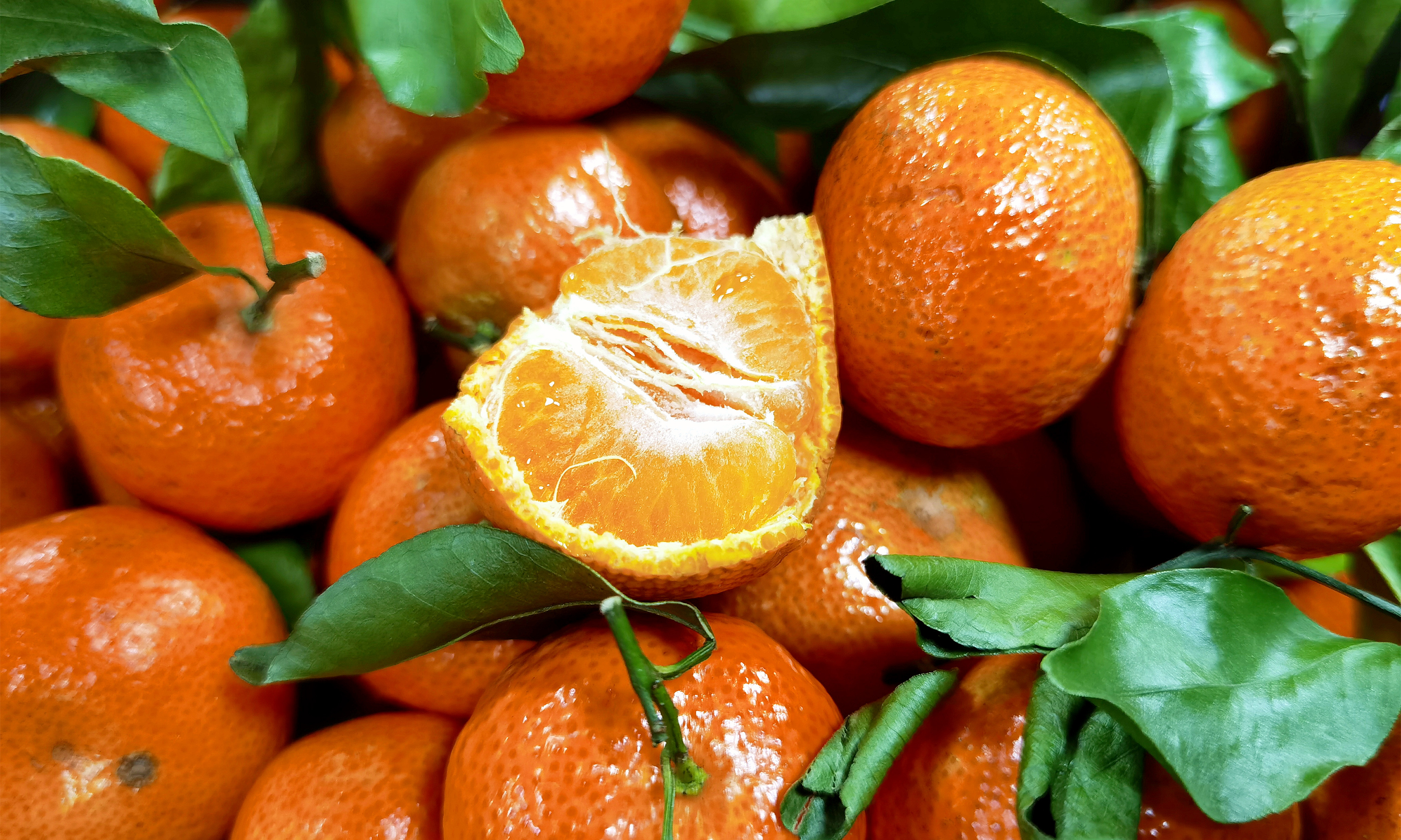 终于知道,为啥砂糖橘都是带叶卖,原来藏着“猫腻”,早知早受益