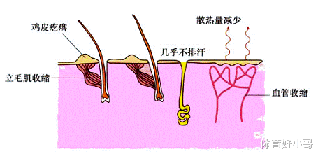 研究表明:人在冻死前,会反常的脱去衣服,这是为什么?