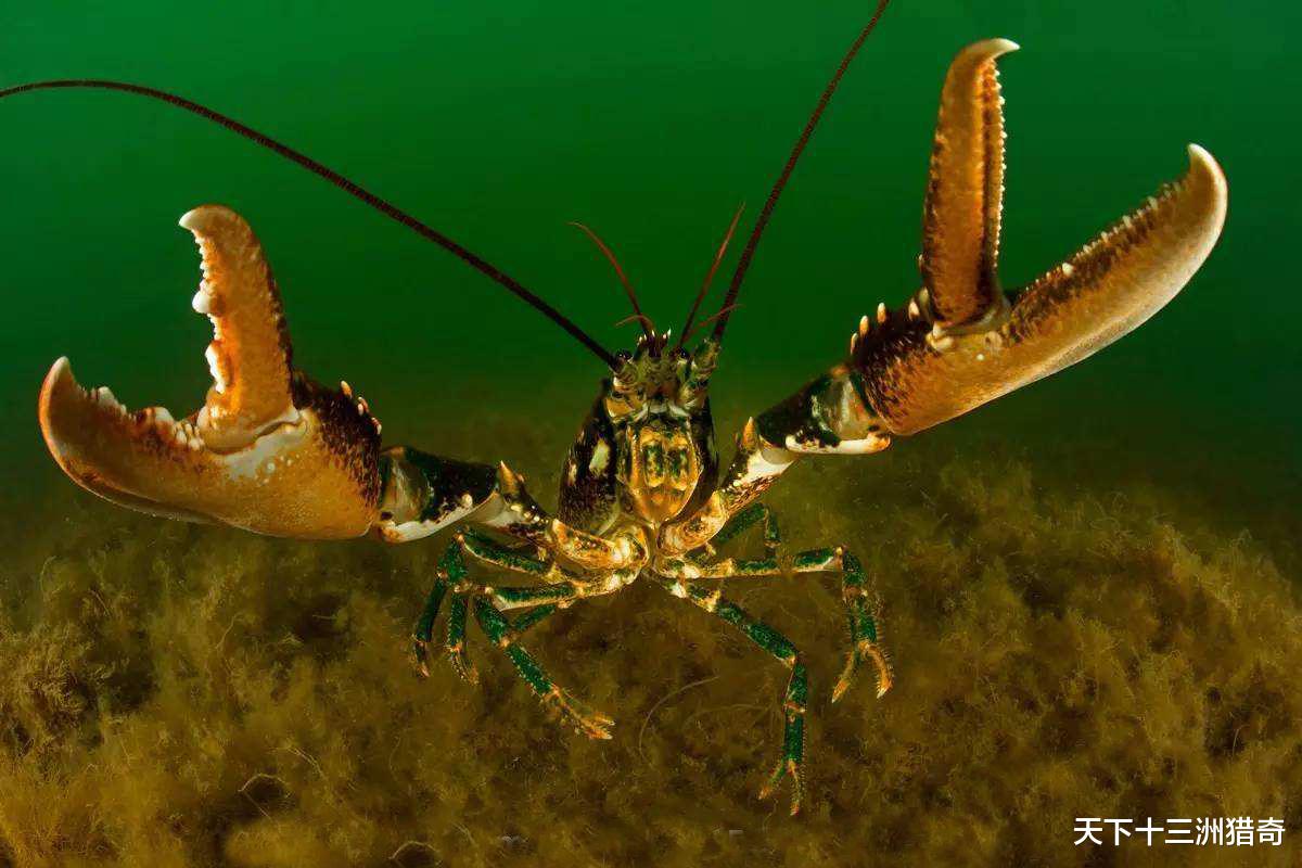 龙虾的秘密：美洲龙虾越捕越多？龙虾如何把原来的天敌，变成猎物