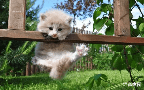 让猫咪幸福感爆棚的玩具，你知道几个？