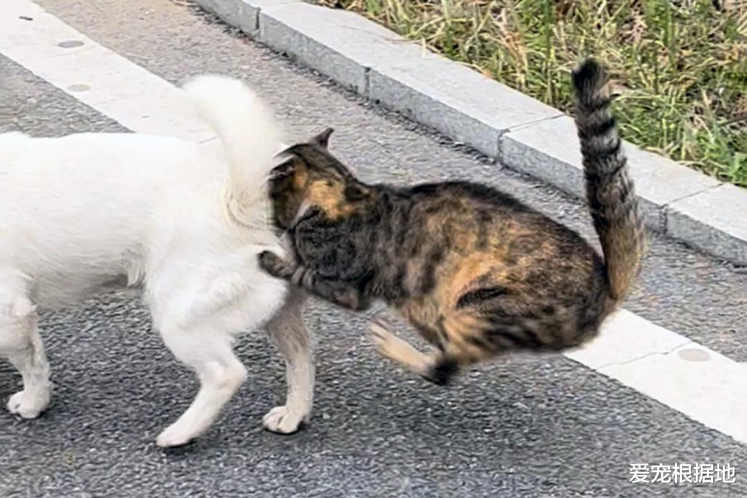 获得食物就跑的流浪猫，因意外失去一条腿，跟随发现暖心真相