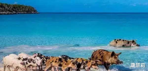亲子游|把猪丢在无人荒岛,多年以后,它们的生活是这样的