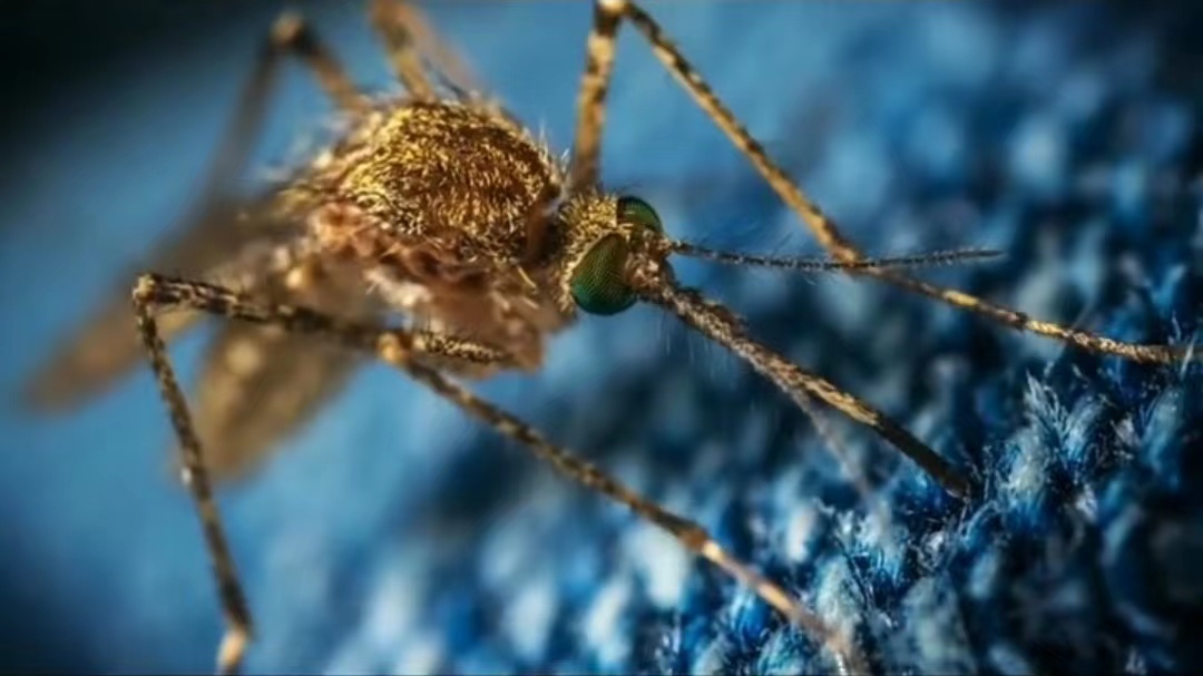盘点地球上最危险的五种生物,最后一种遇上他你跑也跑不掉