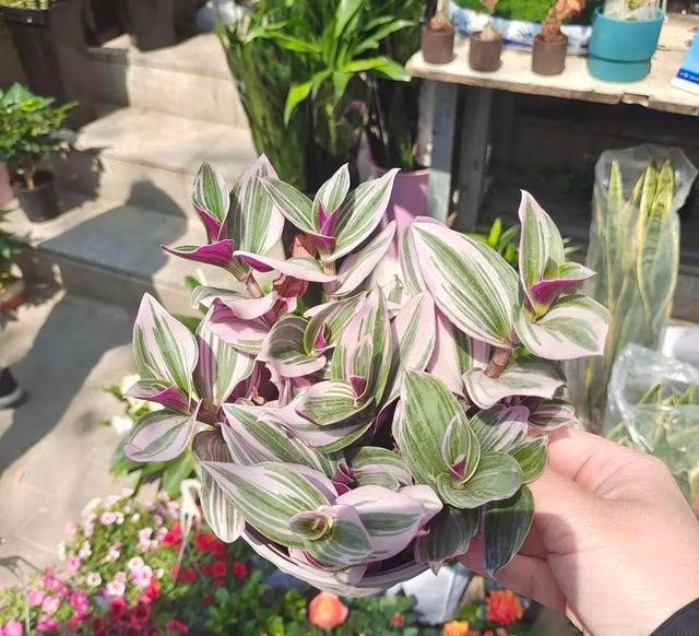 8种能吸甲醛的花,好养漂亮,家里至少放一盆!