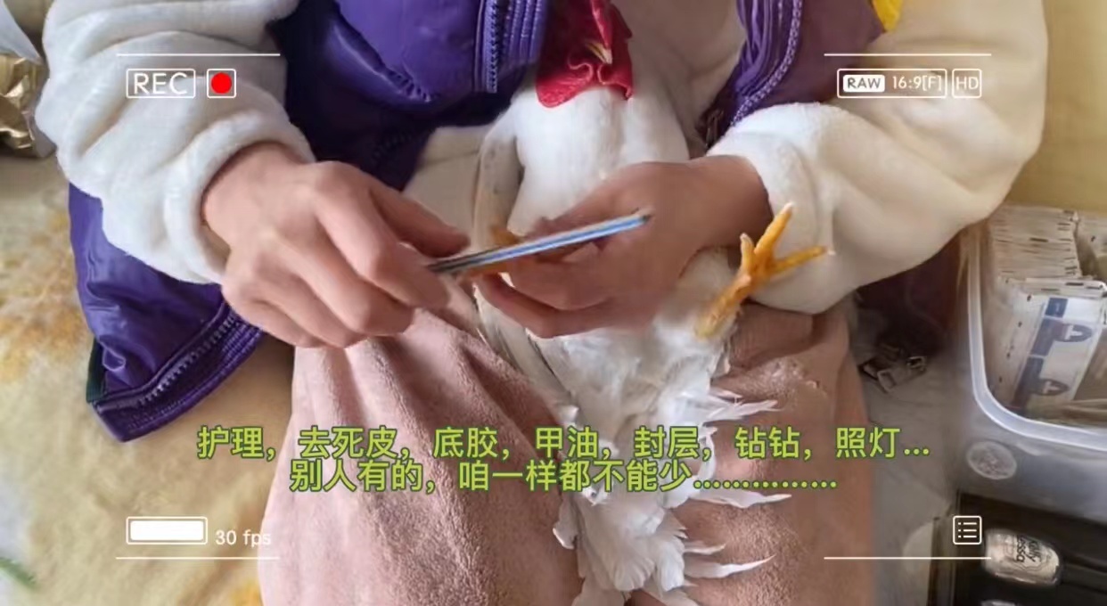 稀奇，女子买全套美甲工具，给公鸡做美甲，网友：不能吃得太饱