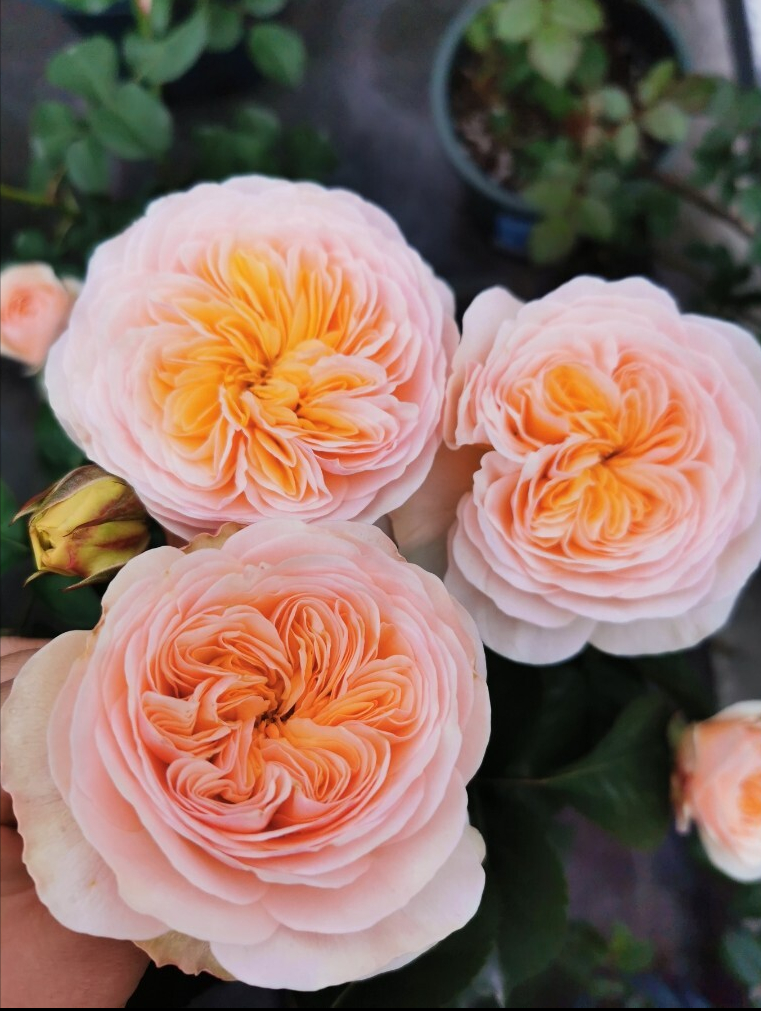 五年前买了顶楼,送了个10㎡小露台,自己折腾成空中花园,太美了