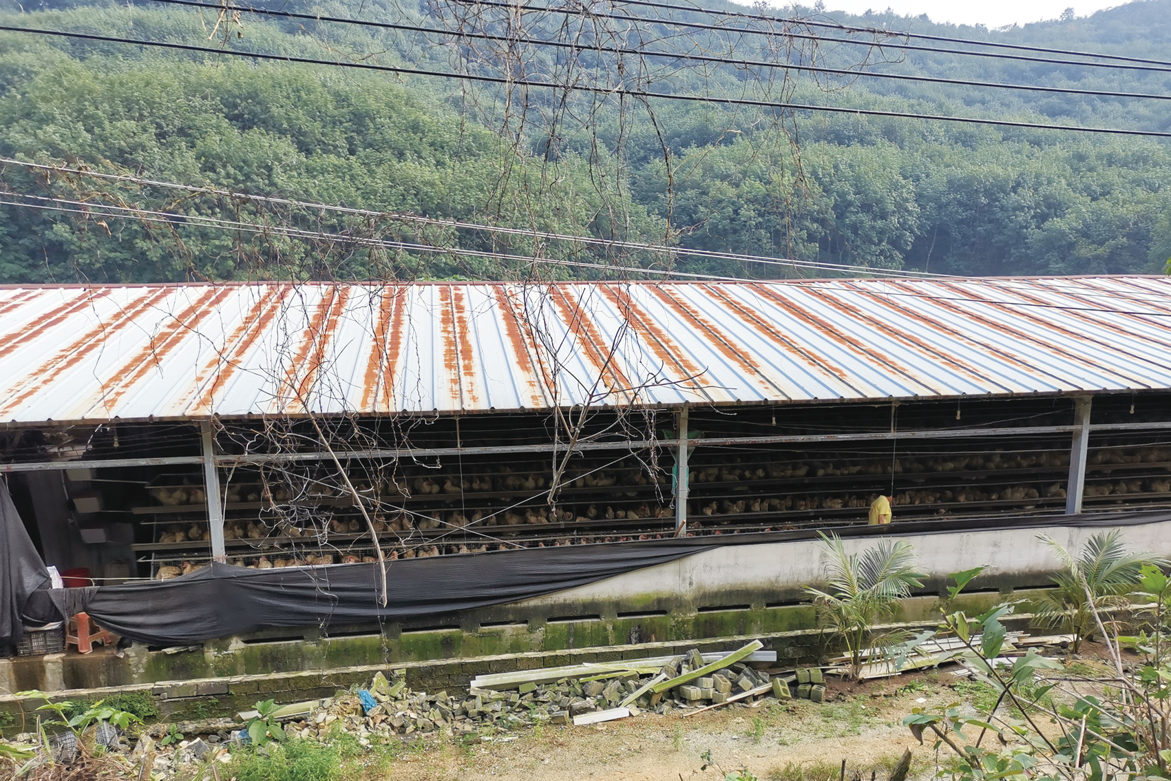 |PVC塑料瓦为什么比铁皮瓦要好?