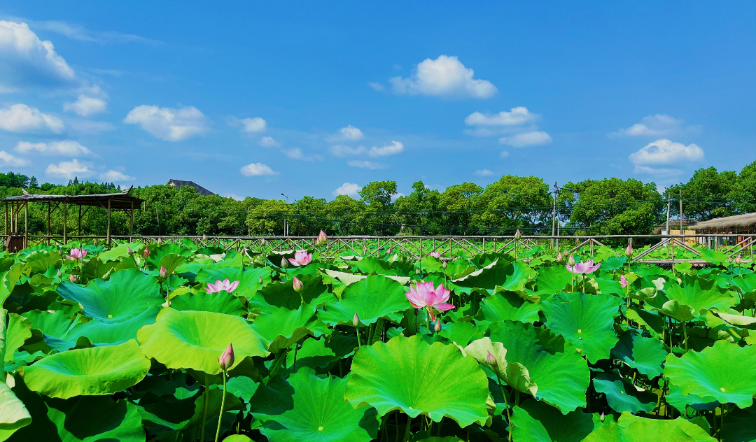 荷花|映日荷花别样红，余杭区良渚街道此地荷花已开！