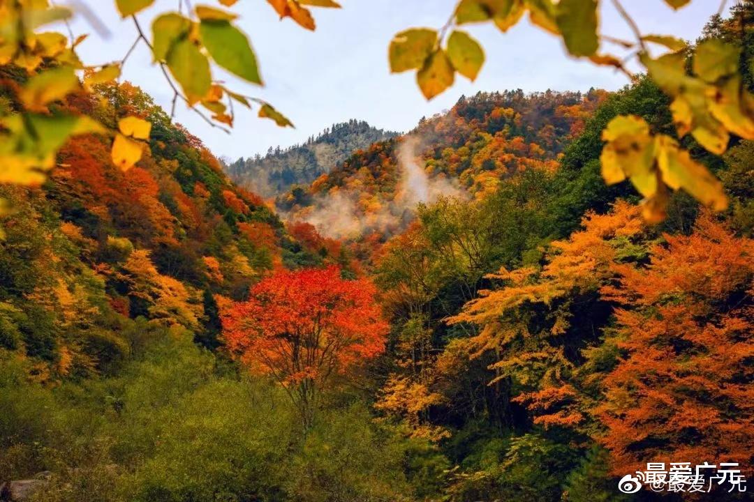 张家界|秋分航拍广平高速青川段，唐家河的秋天真的很美，如童话世界！